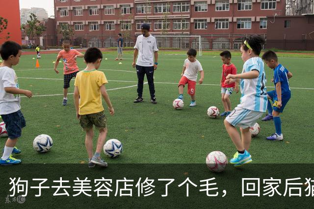狗子去美容店修了个毛，回家后猫咪直接炸毛：这丑狗是谁？铲屎的，你接错狗了吧！
